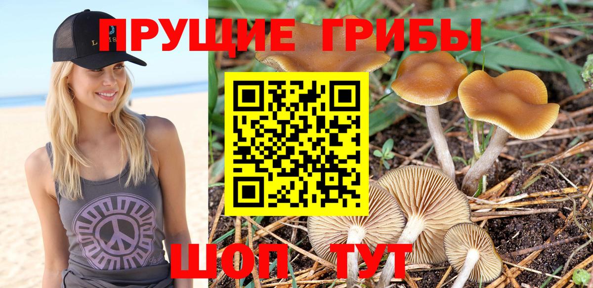 Псилоцибиновые грибы GOLDEN TEACHER Североморск